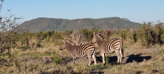 Image showing Wildlife on the Garden Route with Gonana South AFrican Travel