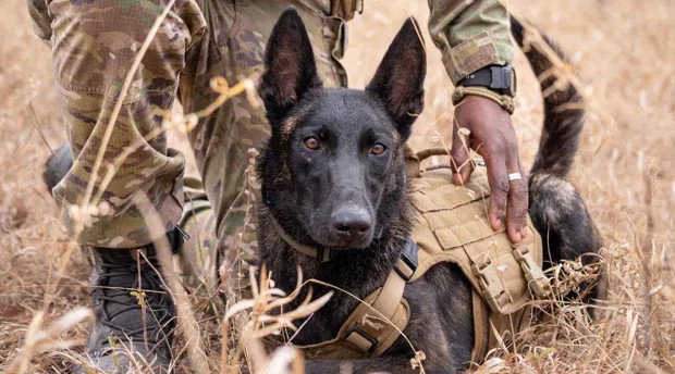 K9 Anti-poaching Unit, Thornybush Game Reserve, Greater Kruger