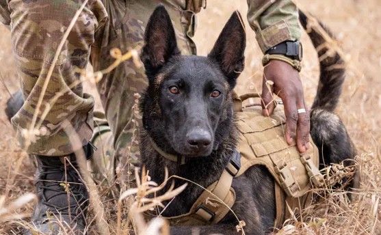 K9 Anti-poaching Unit, Thornybush Game Reserve, Greater Kruger