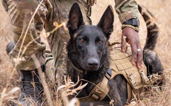 K9 Anti-poaching Unit, Thornybush Game Reserve, Greater Kruger