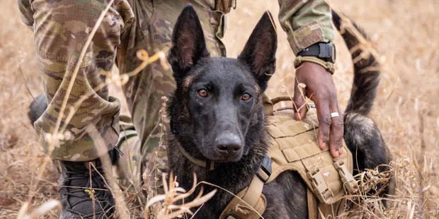K9 Anti-poaching Unit, Thornybush Game Reserve, Greater Kruger