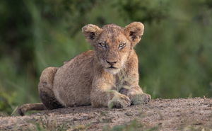 Stay for 4, Pay for 3