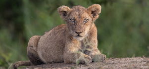 Stay for 4, Pay for 3