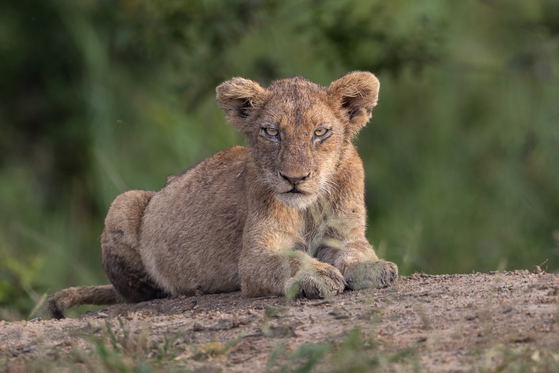 Lion dozing, Thornybush Game Reserve, Greater Kruger Lion dozing, Thornybush Game Reserve, Greater Kruger