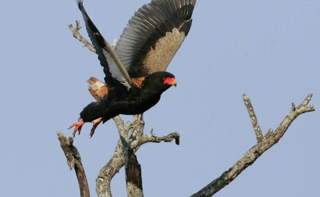 Short Tailed Eagle or Bateleur taking off from a dead tree, Thornybush Game Reserve, Greater Kruger South Africa
