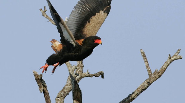 Short Tailed Eagle or Bateleur taking off from a dead tree, Thornybush Game Reserve, Greater Kruger