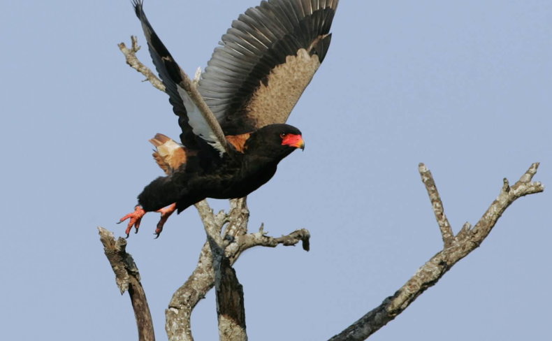 Short Tailed Eagle or Bateleur taking off from a dead tree, Thornybush Game Reserve, Greater Kruger South Africa