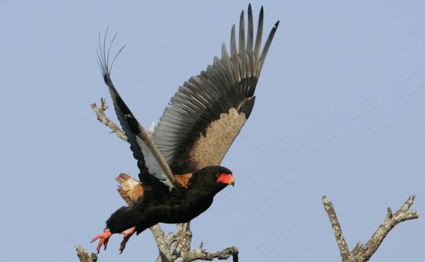 Short Tailed Eagle or Bateleur taking off from a dead tree, Thornybush Game Reserve, Greater Kruger