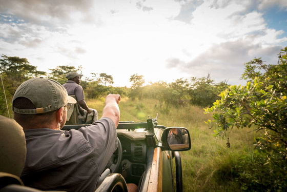 Looking for big five animals on game drive Thornybush Game Reserve Looking for big five animals on game drive Thornybush Game Reserve