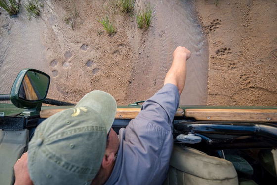 Ranger pointing out animal tracks on big five game drive Thornybush Game Reserve Ranger pointing out animal tracks on big five game drive Thornybush Game Reserve