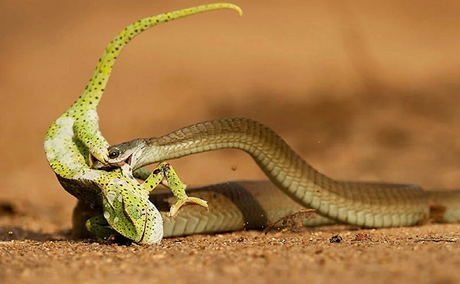 Boomslang striking a chameleon, Greg du Toit, Photography, Thornybush Game Reserve, Greater Kruger South Africa