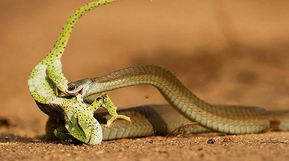 Boomslang striking a chameleon, Greg du Toit, Photography, Thornybush Game Reserve