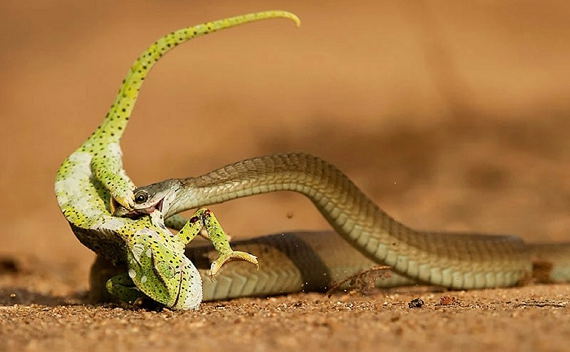 Boomslang striking a chameleon, Greg du Toit, Photography, Thornybush Game Reserve, Greater Kruger South Africa Boomslang striking a chameleon, Greg du Toit, Photography, Thornybush Game Reserve, Greater Kruger South Africa