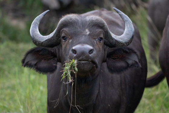 Buffalo with grass hanging out of it's mouth, looking interested, Thornybush Game Reserve, Greater Kruger Buffalo with grass hanging out of it's mouth, looking interested, Thornybush Game Reserve, Greater Kruger