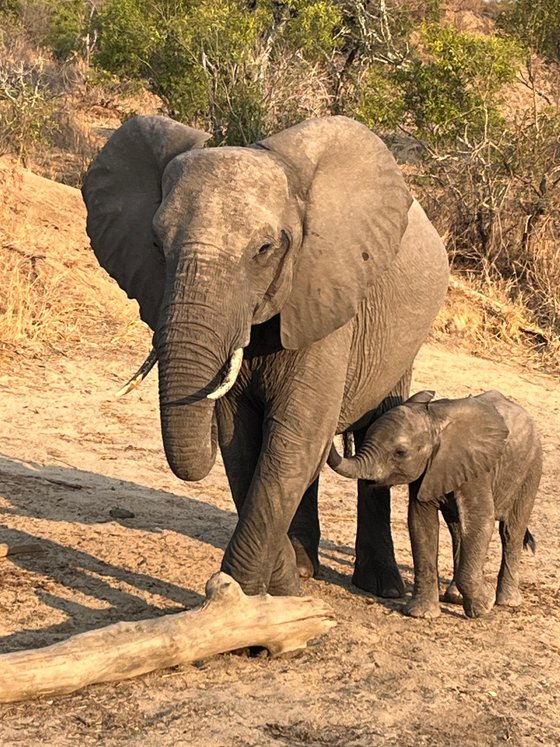 A mother elephant and her calf, Thornybush Game Reserve