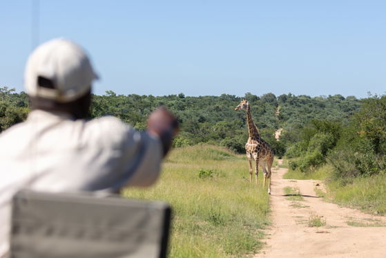 Giraffe sighting, game drive on Thornybush Game Reserve, Greater Kruger Giraffe sighting, game drive on Thornybush Game Reserve, Greater Kruger