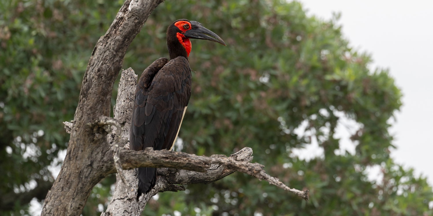 A rare sighting of a Ground Hornbill perched in a tree, Thornybush Game Reserve, Greater Kruger