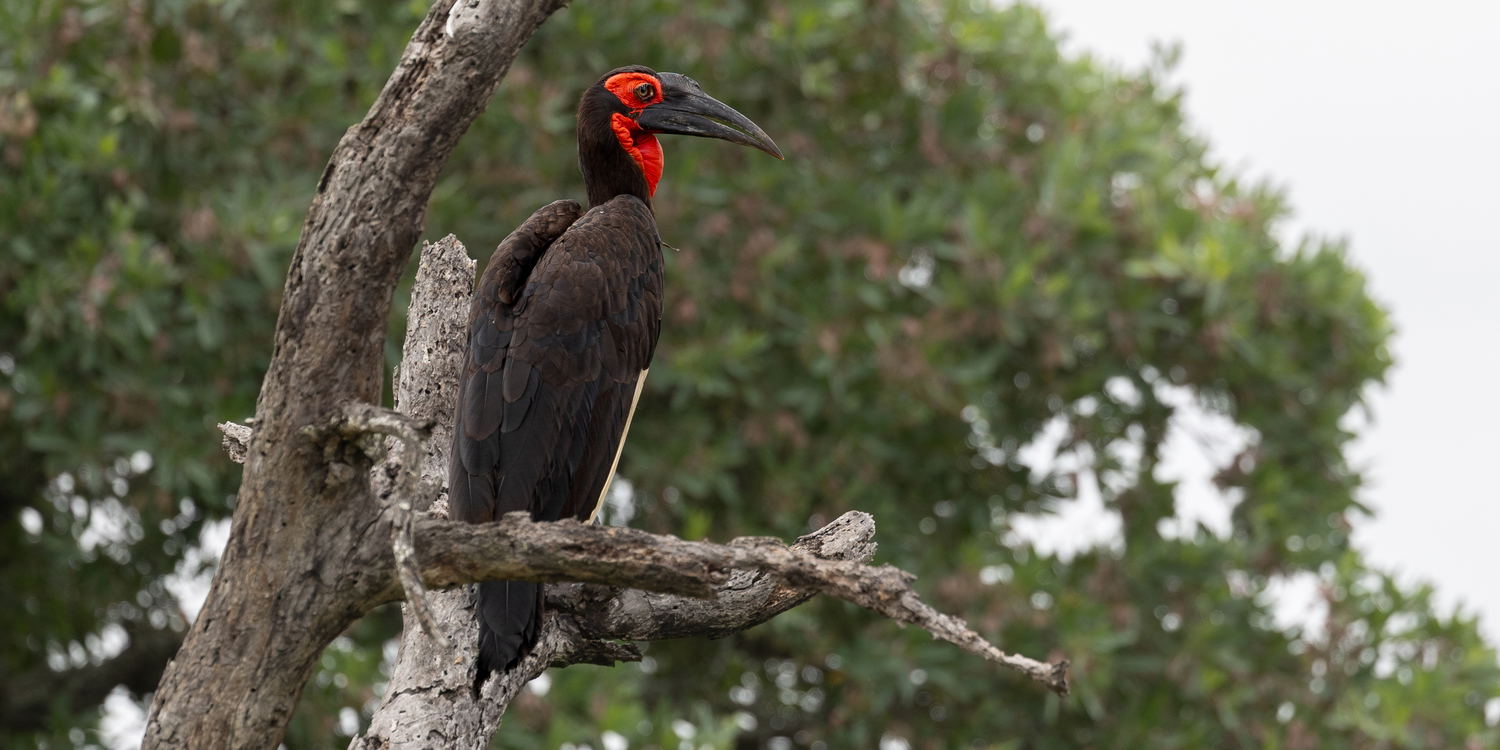 A rare sighting of a Ground Hornbill perched in a tree, Thornybush Game Reserve, Greater Kruger