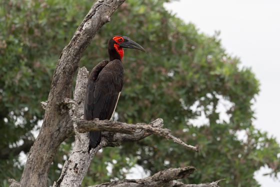 A rare sighting of a Ground Hornbill perched in a tree, Thornybush Game Reserve, Greater Kruger A rare sighting of a Ground Hornbill perched in a tree, Thornybush Game Reserve, Greater Kruger