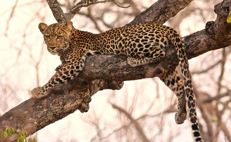 Leopard lying in a tree in Thornybush Game Reserve Greater Kruger National Park South Africa Leopard lying in a tree in Thornybush Game Reserve Greater Kruger National Park South Africa