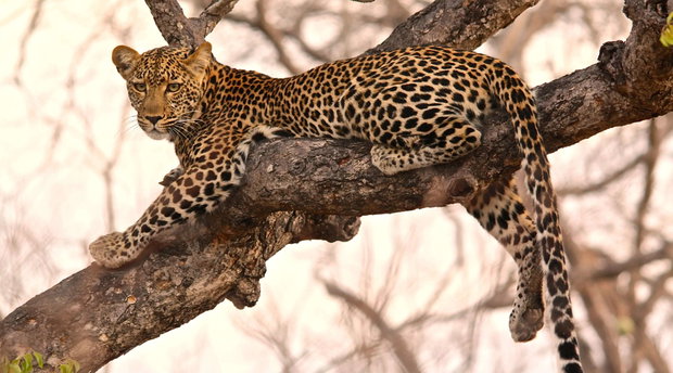 Leopard lying in a tree in Thorny Bush Game Reserve Greater Kruger National Park