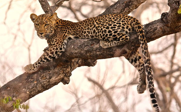 Leopard lying in a tree in Thornybush Game Reserve Greater Kruger National Park South Africa