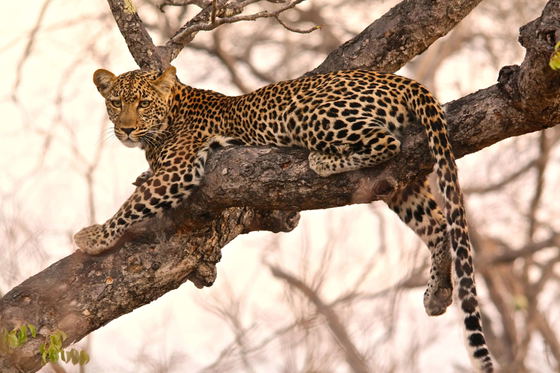 Leopard lying in a tree in Thornybush Game Reserve Greater Kruger National Park South Africa Leopard lying in a tree in Thornybush Game Reserve Greater Kruger National Park South Africa