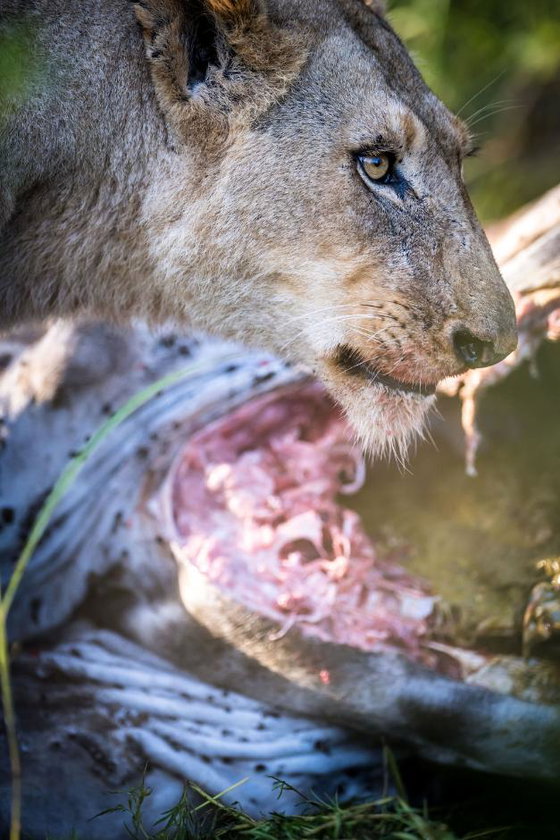 Lioness with a giraffe kill. Thornybush Game Reserve