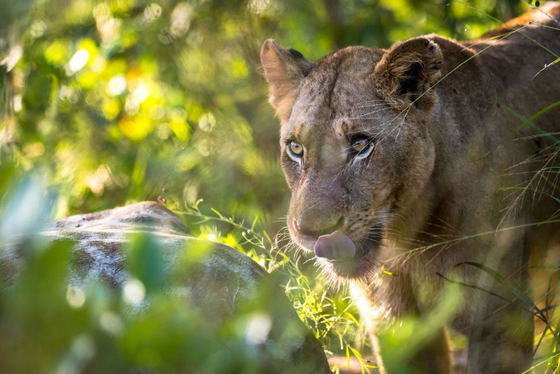 Lioness watching carefully. Big five safari game drive. Thornybush Game Reserve. Lioness watching carefully. Big five safari game drive. Thornybush Game Reserve.