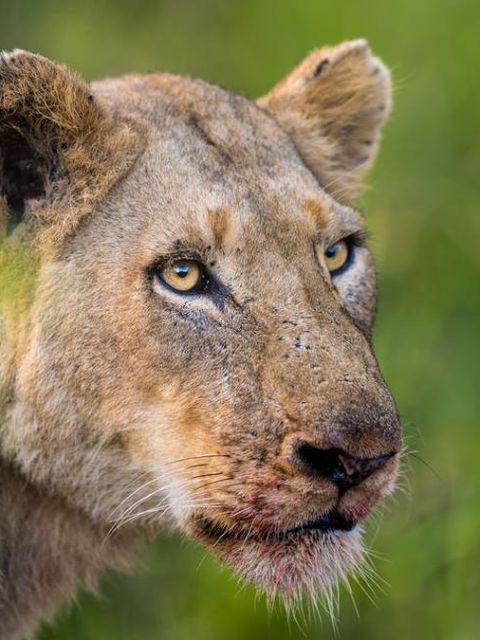 Lioness on a game drive in Thornybush Game Reserve