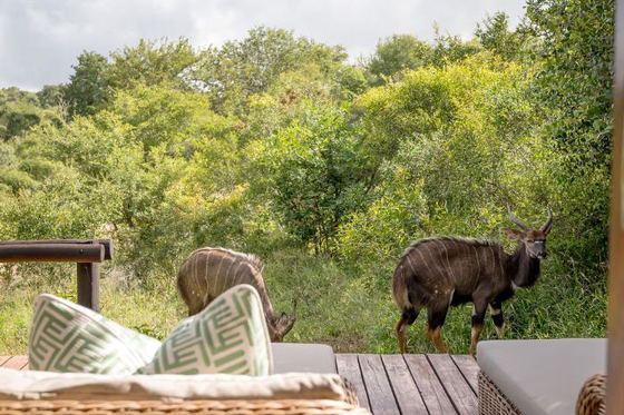 Nyala bulls grazing next to a private viewing deck off a guest suite. Shimungwe. Greater Kruger. Nyala bulls grazing next to a private viewing deck off a guest suite. Shimungwe. Greater Kruger.