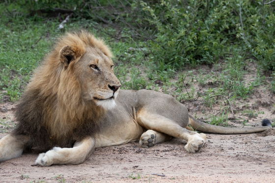 Large male Lion sighting, on the road, Thornybush Game Reserve, Greater Kruger Large male Lion sighting, on the road, Thornybush Game Reserve, Greater Kruger