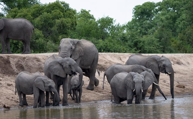Elephants at a water hole on a open air vehicle game drive in Kruger National Park