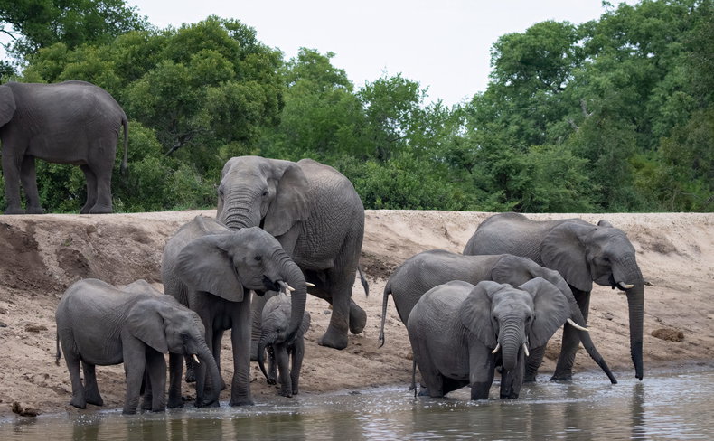 Elephants drinking at a water hole Thornybush Game Reserve, Greater Kruger