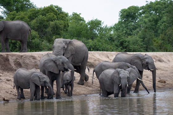 Elephants at a water hole on a open air vehicle game drive in Kruger National Park