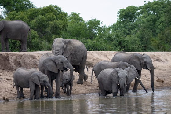Elephants drinking at a water hole Thornybush Game Reserve, Greater Kruger Elephants drinking at a water hole Thornybush Game Reserve, Greater Kruger