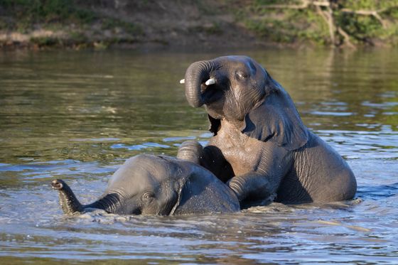 A pair of elephants playing in the water, Thornybush Game Reserve