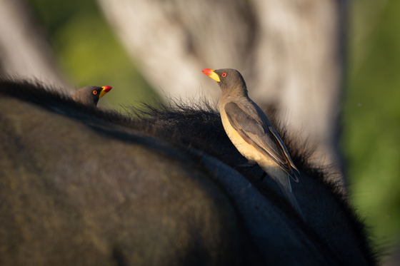 Yellow-billed Oxpecker on a buffalo, Thornybush Game Reserve, Greater Kruger Yellow-billed Oxpecker on a buffalo, Thornybush Game Reserve, Greater Kruger