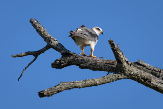 Black Shouldered Kite, perched in a tree, Thornybush Game Reserve, Greater Kruger Black Shouldered Kite, perched in a tree, Thornybush Game Reserve, Greater Kruger