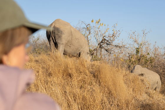 Watching Rhinoceros, Thornybush Game Reserve, Greater Kruger