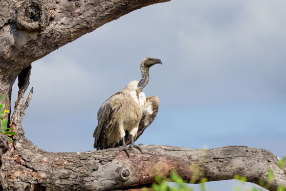 Cape Vulture resting in a tree, Thornybush Game Reserve, Greater Kruger Cape Vulture resting in a tree, Thornybush Game Reserve, Greater Kruger