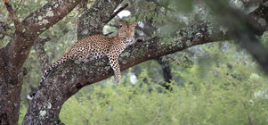 Winelands & Safari Combination Offer
