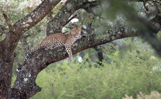 Winelands & Safari Combination Offer