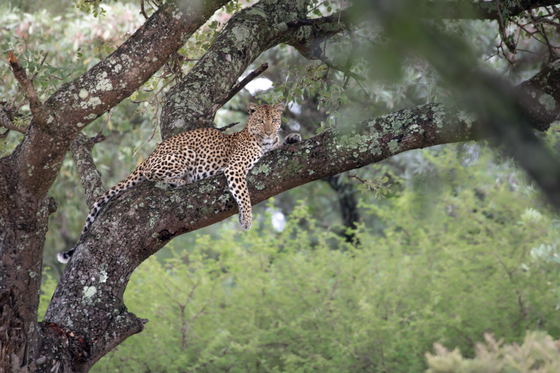 Leopard resting in a tree, seen on game drive in Thornybush Game Reserve, Greater Kruger Leopard resting in a tree, seen on game drive in Thornybush Game Reserve, Greater Kruger