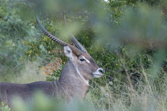 Waterbuck sighting, game drive on Thornybush Game Reserve, Greater Kruger