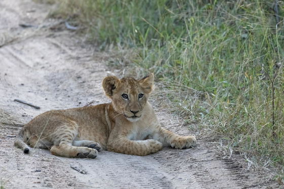 Lion cub lies in the road, Thornybush Game Reserve, Greater Kruger Lion cub lies in the road, Thornybush Game Reserve, Greater Kruger