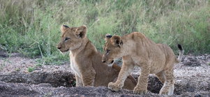 Stay for 4, Pay for 3 | Luxury safari special offer, Shimungwe Lodge