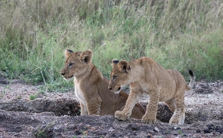 lions cubs playing in Thornybush Game Reserve, Greater Kruger
