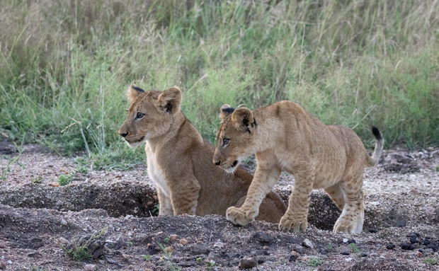 Lion cubs playing, Thornybush Game Reserve, Greater Kruger South Africa Lion cubs playing, Thornybush Game Reserve, Greater Kruger South Africa