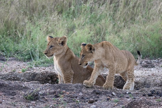 lions cubs playing